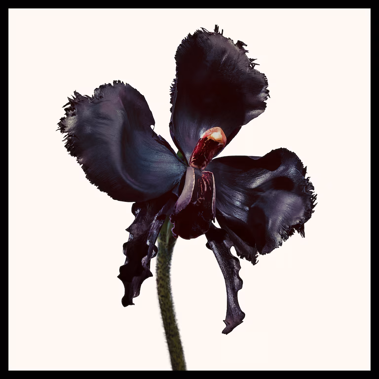 tf_sku_T1Z101_2000x2000_1