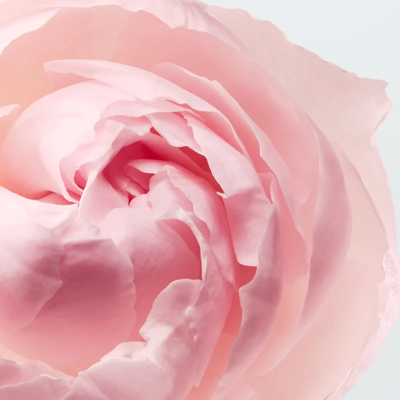 Lacoste L.12.12 Rose парфем за жени 11 Lacoste L.12.12 Rose парфем за жени 10