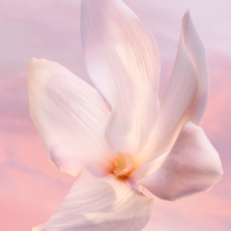 Lancôme La vie est belle Vanille Nude L'Eau de parfum Sensuelle 8